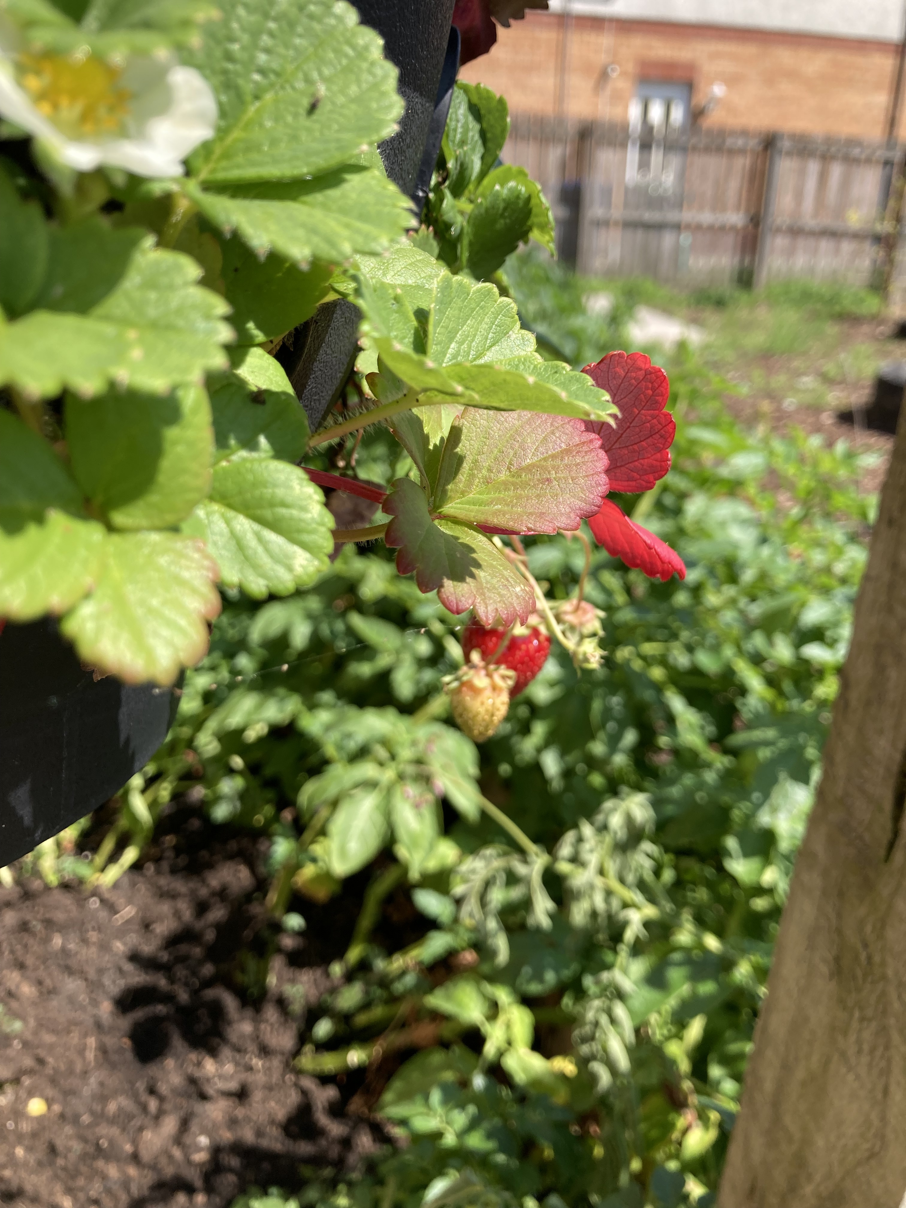 G&C Community Garden